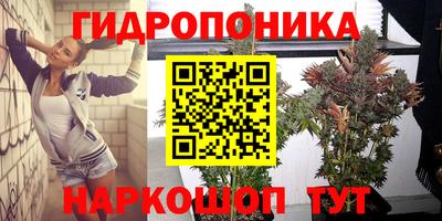 крисы Новозыбков